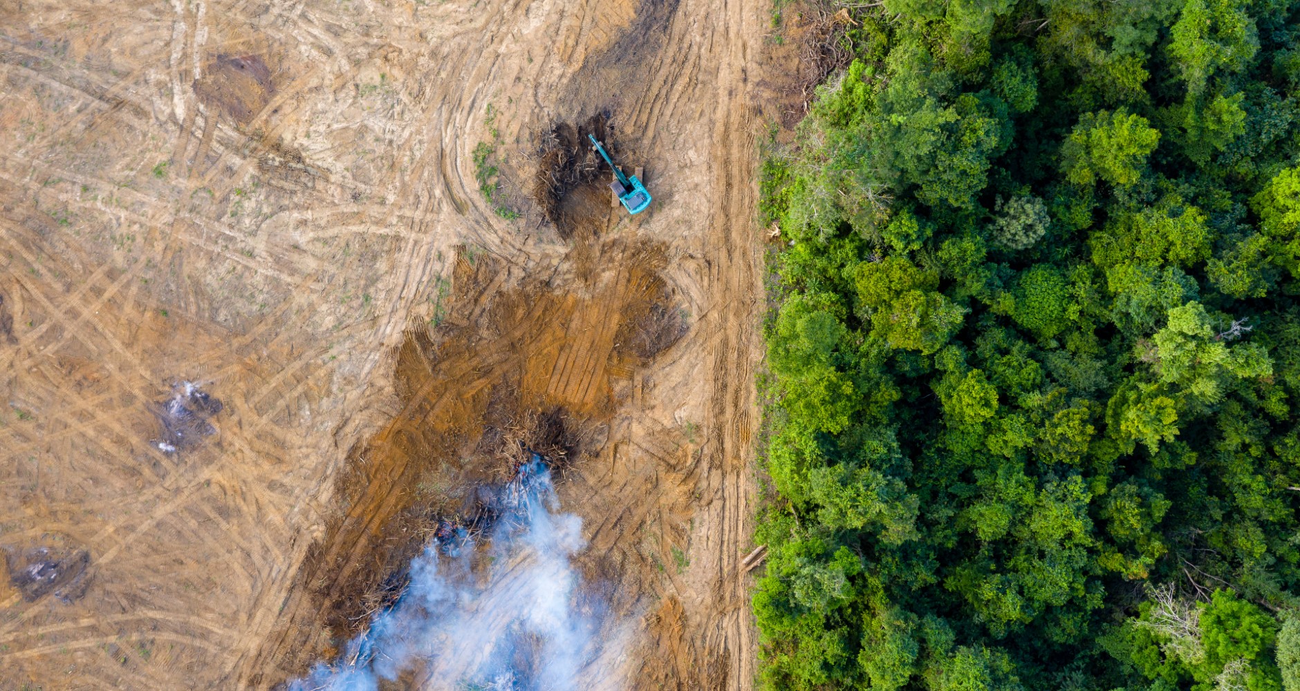 Zerstoerung Regenwald